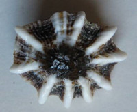 Siphonaria maura  Sowerby, 1835